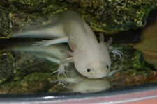 image of axolotl