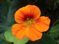 image of flower