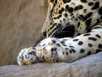 image of jaguar_car