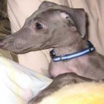 image of animal