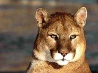 image of cougar_face