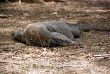 image of komodo_dragon
