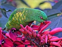 image of lorikeet