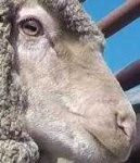 image of animal