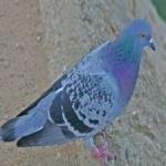 image of bird