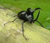 image of rhinoceros_beetle #16