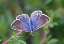 image of butterfly #8