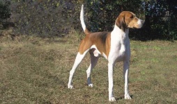 image of english_foxhound