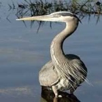 image of blue_heron #0