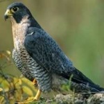image of bird