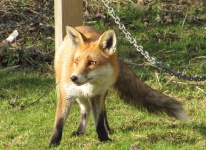 image of animal