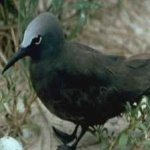 image of bird