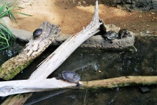 image of animal