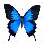 image of animal