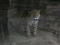 image of jaguar_car