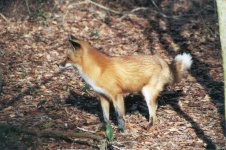 image of red_fox