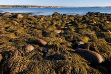 image of rocky_shore
