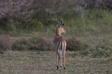 image of gazelle