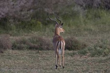 image of gazelle #28