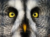 image of great_grey_owl