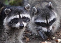 image of animal