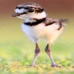 image of bird
