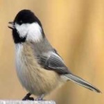 image of bird