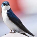 image of bird