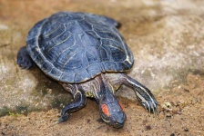 image of animal