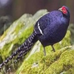 image of bird