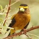 image of bird