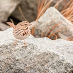 image of animal