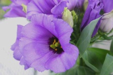 image of flower