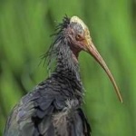 image of northern_bald_ibis #6