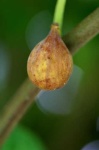 image of fig