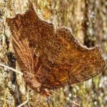 image of animal