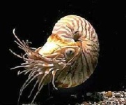 image of nautilus