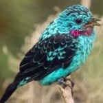 image of bird