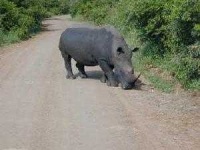image of rhino
