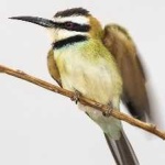 image of white_throated_bee_eater #22