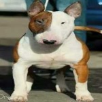 image of animal
