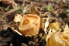 image of earthstar #9