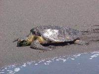 image of leatherback_turtle