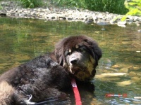 image of tibetan_mastiff #1