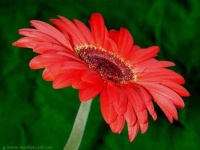 image of flower