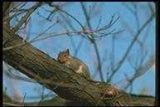 image of fox_squirrel