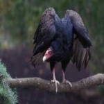 image of bird