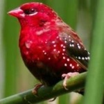 image of strawberry_finch #11