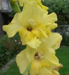 image of flower