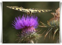 image of cardoon